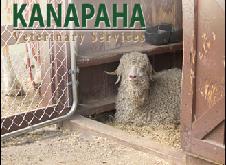 Kanapaha Veterinary Services