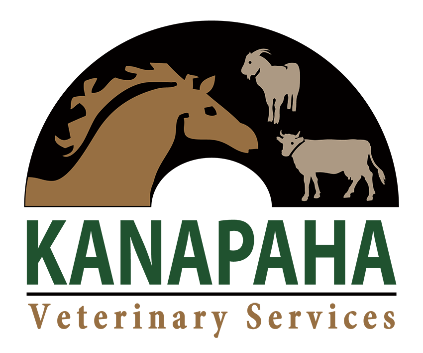 KVS Logo