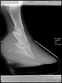 hoof xray